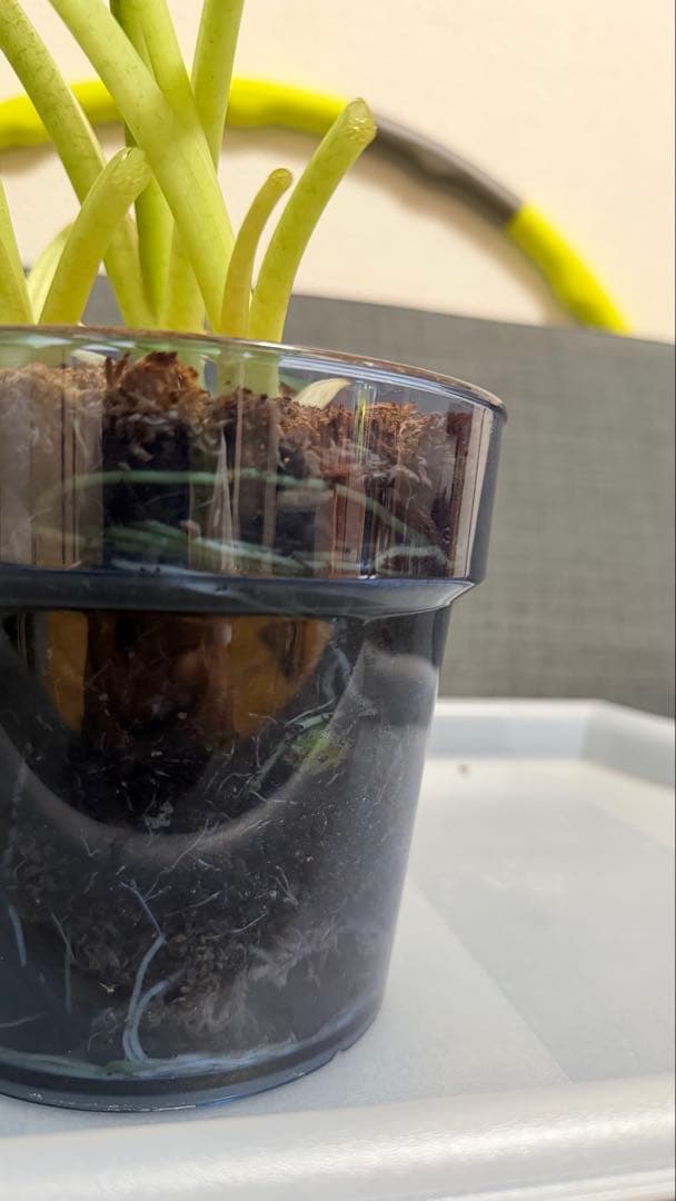 アロカシア　グリーンベルベット　斑入