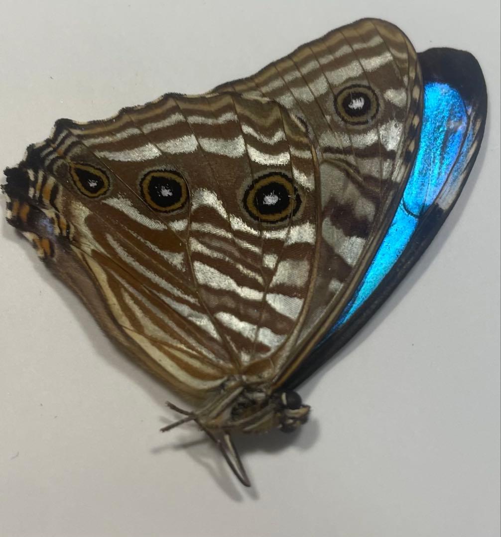 ポルティスモルフォ オス4頭セット