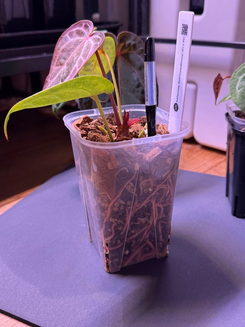 アンスリウム　Anthurium \"Red Crystallinum'