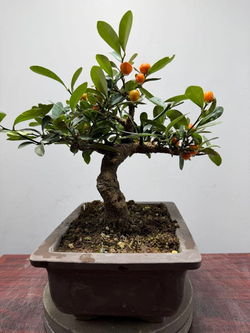 【ガチ盆栽】キンズ　金豆　小品盆栽　模様幹