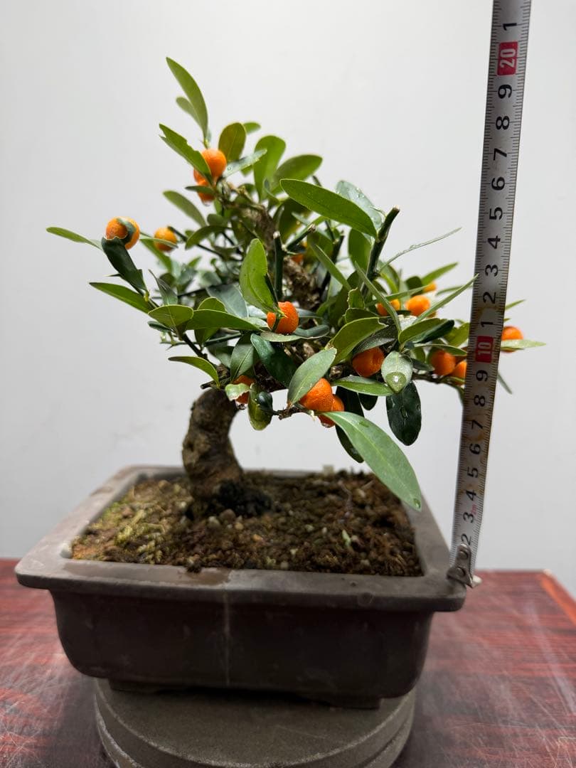 【ガチ盆栽】キンズ　金豆　小品盆栽　模様幹