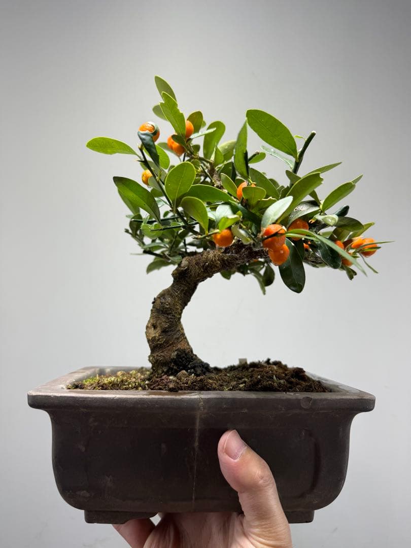 【ガチ盆栽】キンズ　金豆　小品盆栽　模様幹