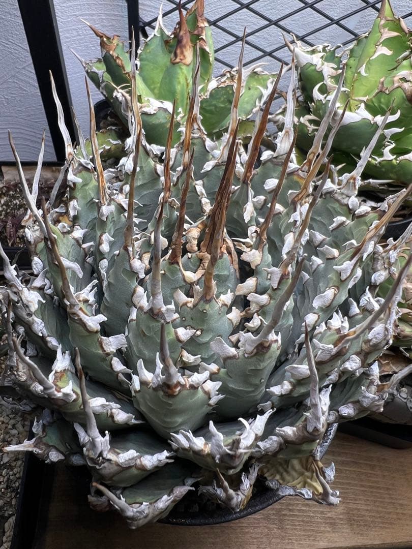 [活着済]アガベ ユタエンシス　エボリスピナ　4号サイズ