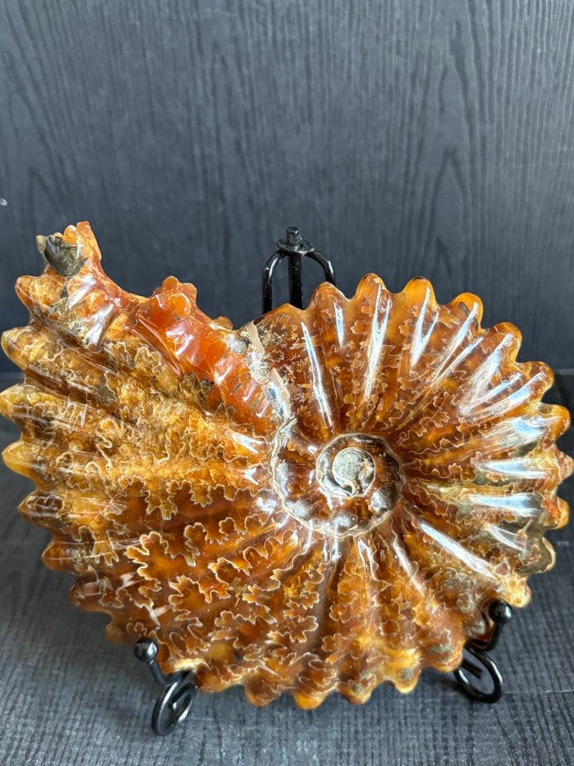 ❗️ ✳買い得　厳選　超レア　❤️大きめ　極美品アンモナイト　収蔵品　天然原石　化石