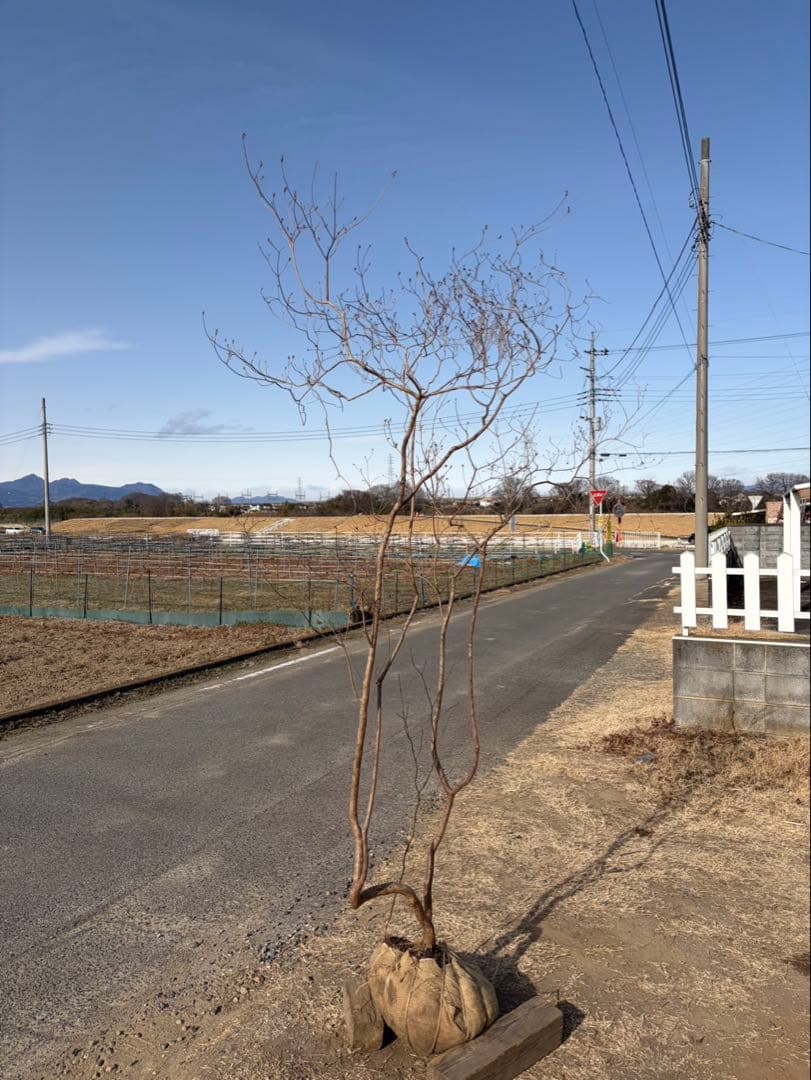 山採り ヤマツツジ クロモジ付き 自然樹形