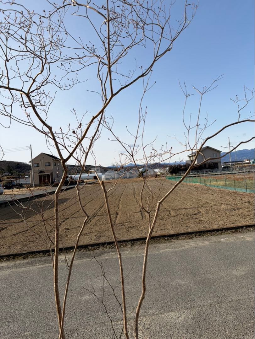 山採り ヤマツツジ クロモジ付き 自然樹形