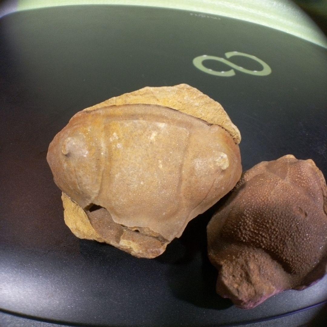 三葉虫　化石　fossil　ボリビア産　レア　Fossil識別④　２個セット