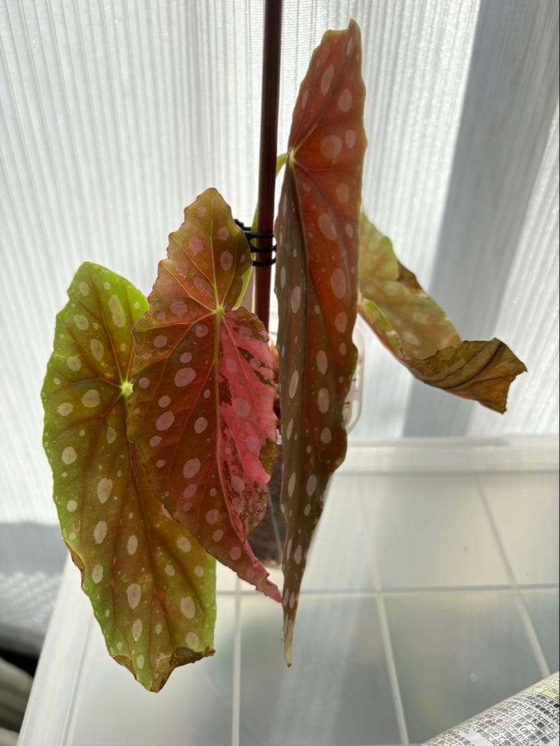 ベゴニア　マクラータ斑入り