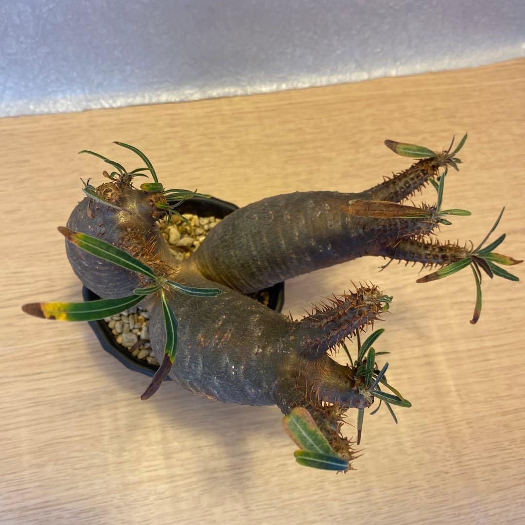 グラキリス多頭トリプルヘッド 現地球