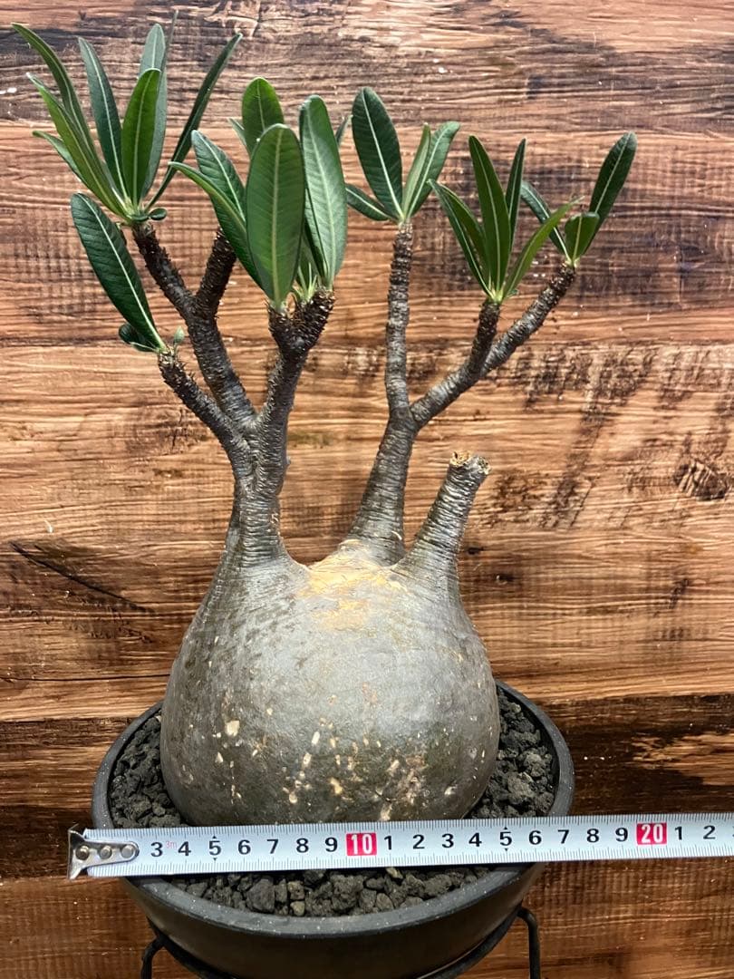 パキポディウム グラキリス　現地球　発根済