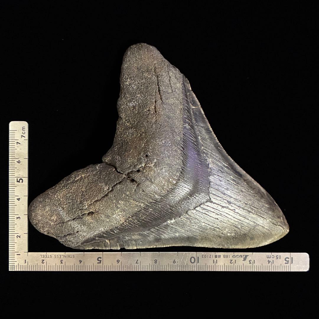 メガロドン　歯　化石　ノースカロライナ産　特大　最大級