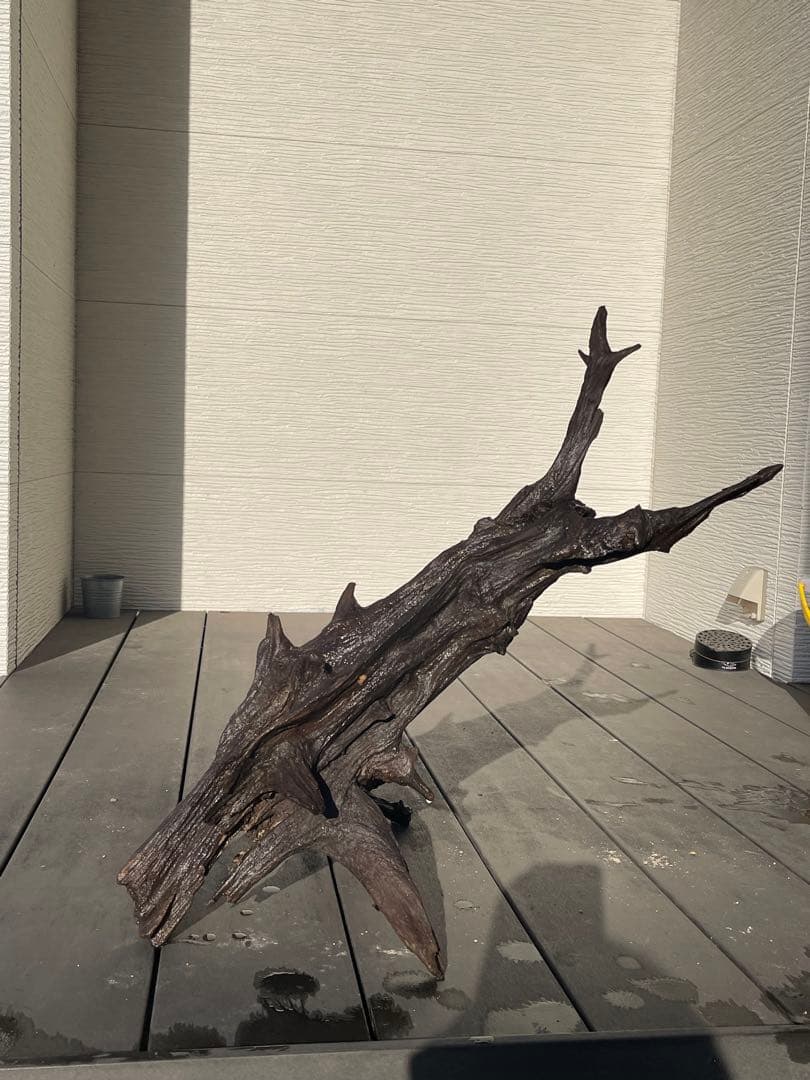 特大流木 クワガタ流木80cm、インテリア装飾用、アクアリウムは処理お願いします