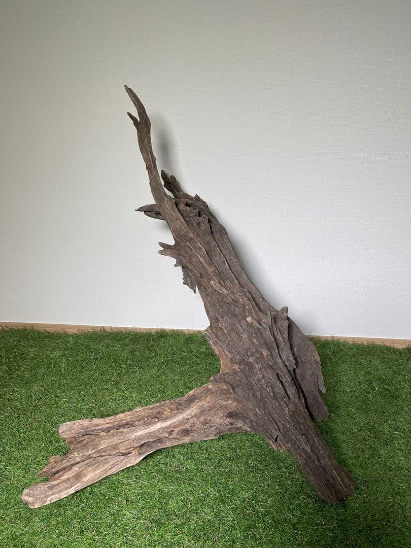 特大流木 クワガタ流木80cm、インテリア装飾用、アクアリウムは処理お願いします