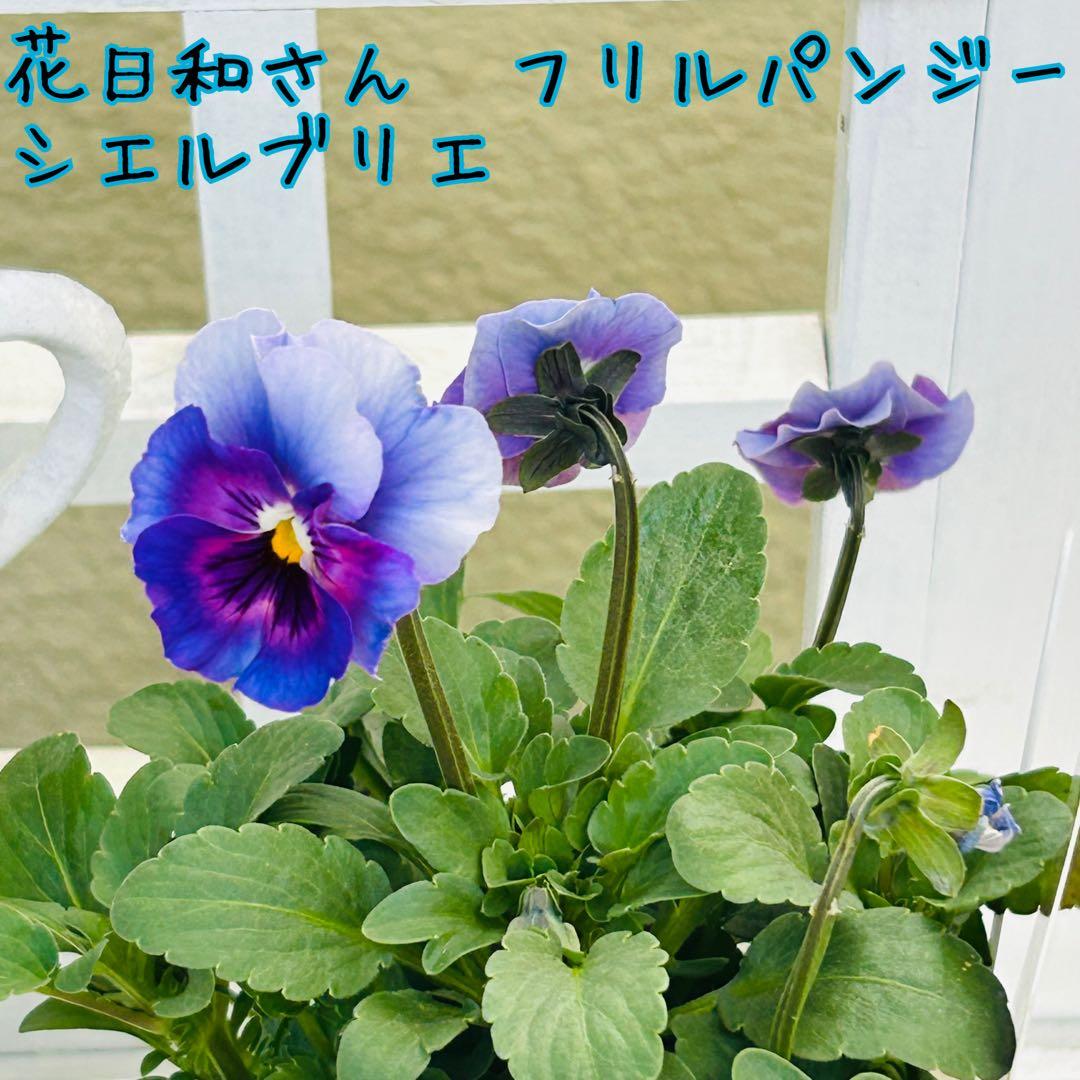 Ｋ３５♥花日和さん　シエルブリエ♥花苗ポットごと発送♥