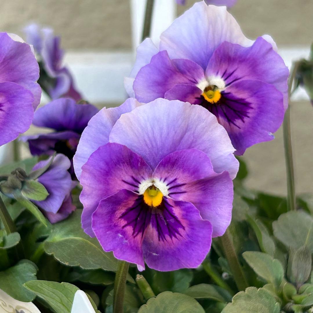 Ｋ３５♥花日和さん　シエルブリエ♥花苗ポットごと発送♥