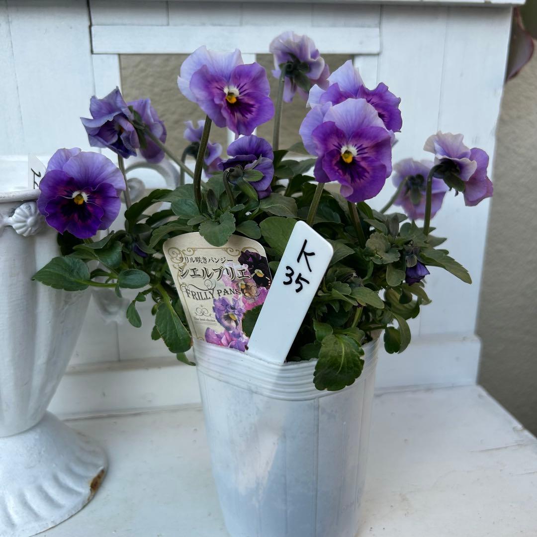 Ｋ３５♥花日和さん　シエルブリエ♥花苗ポットごと発送♥
