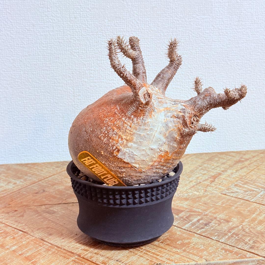 パキポディウム グラキリス 現地株 大株