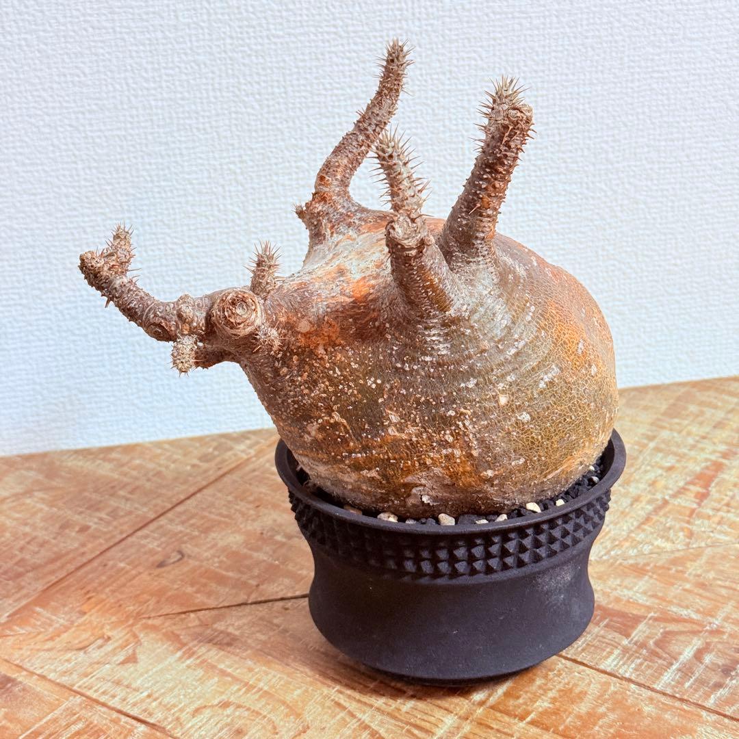 パキポディウム グラキリス 現地株 大株