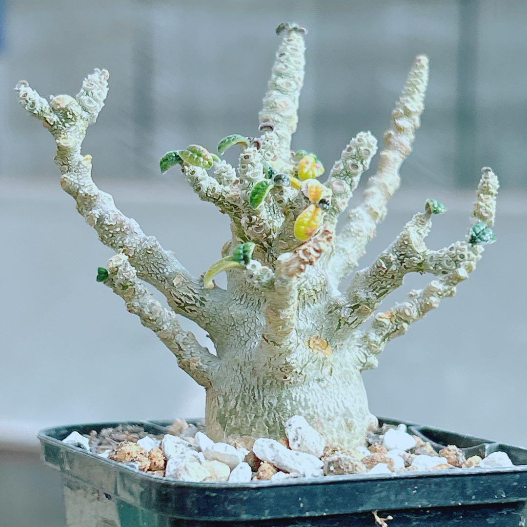 【将来有望★超選抜株★早い者勝ち】　ドルステニア　ギガス　実生　塊根凄すぎる41