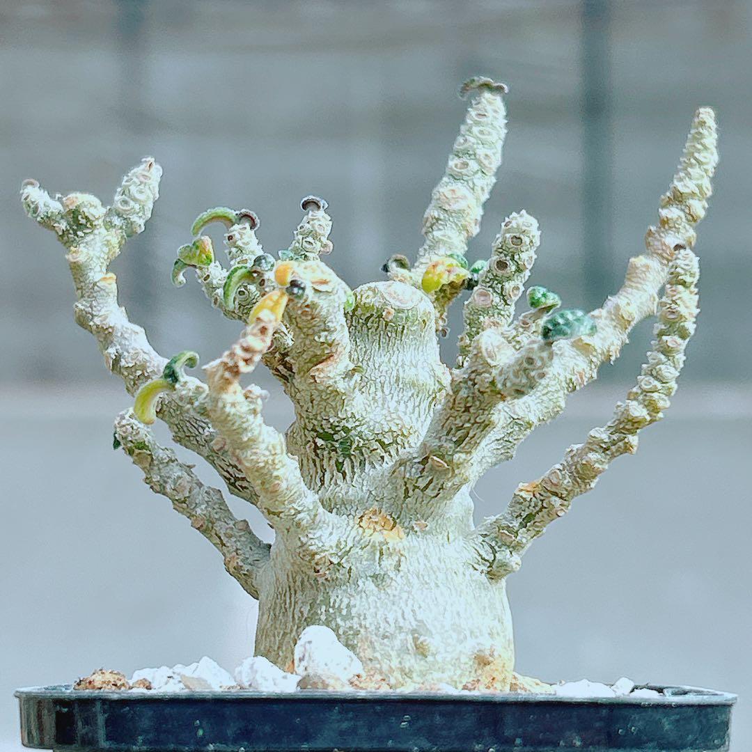 【将来有望★超選抜株★早い者勝ち】　ドルステニア　ギガス　実生　塊根凄すぎる41