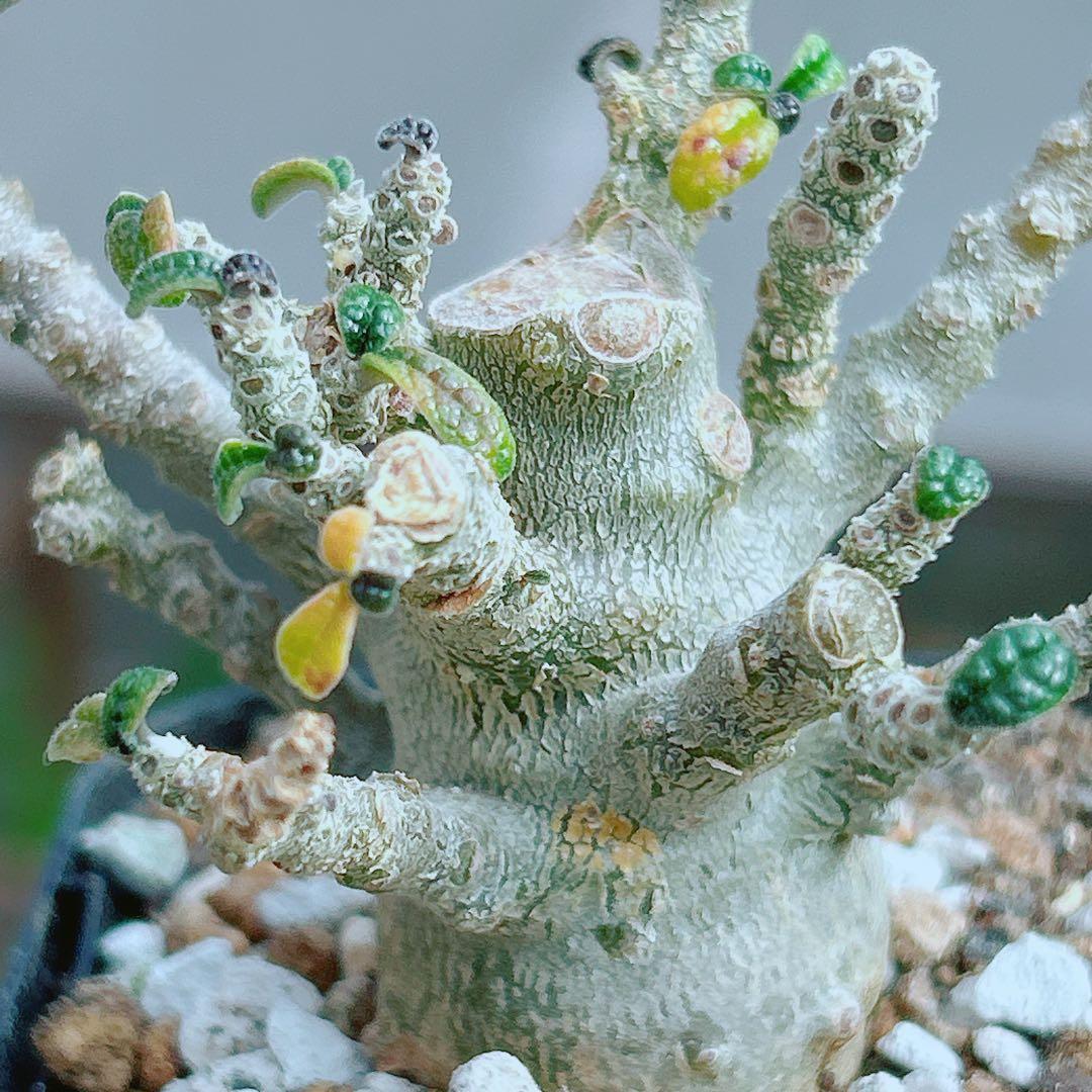 【将来有望★超選抜株★早い者勝ち】　ドルステニア　ギガス　実生　塊根凄すぎる41