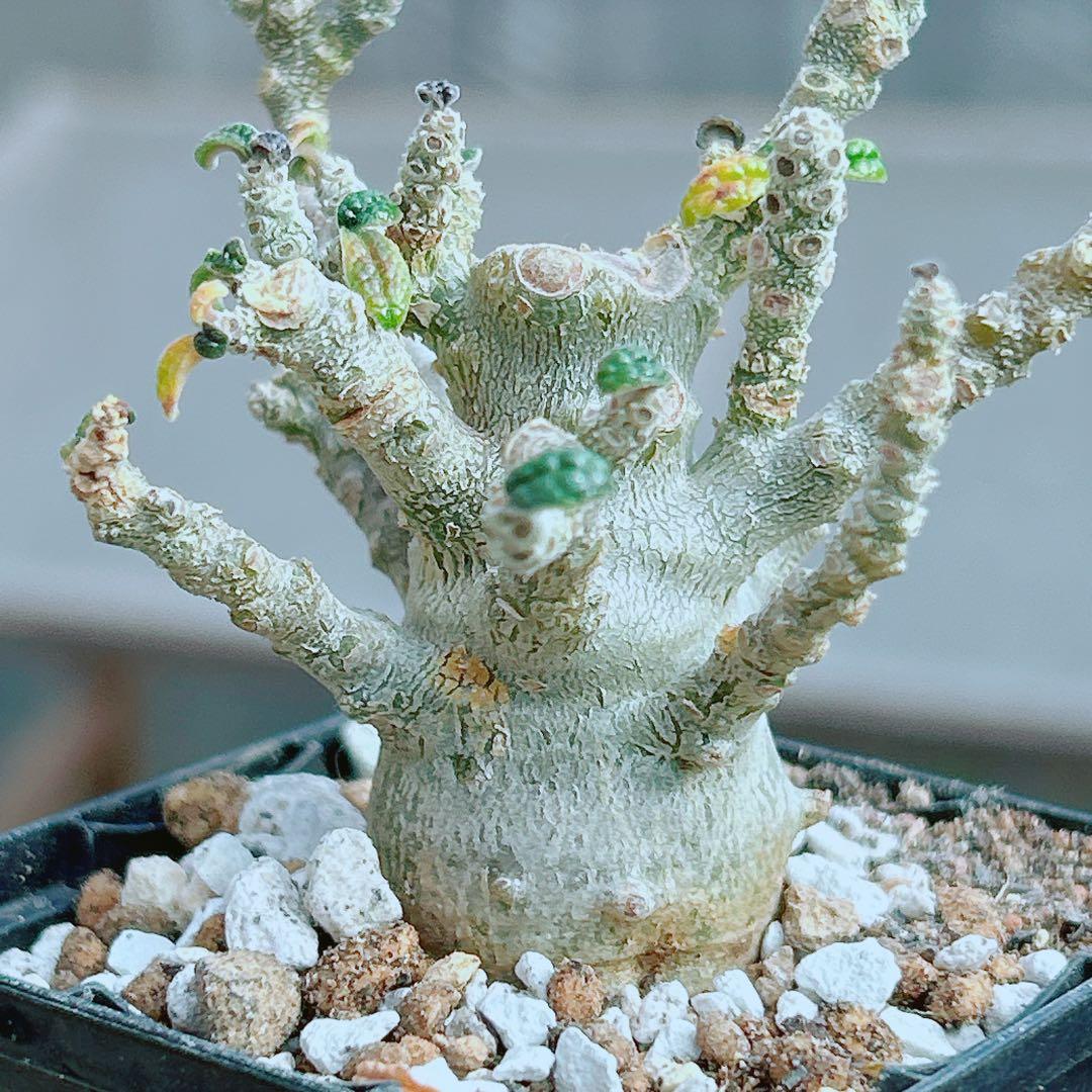 【将来有望★超選抜株★早い者勝ち】　ドルステニア　ギガス　実生　塊根凄すぎる41