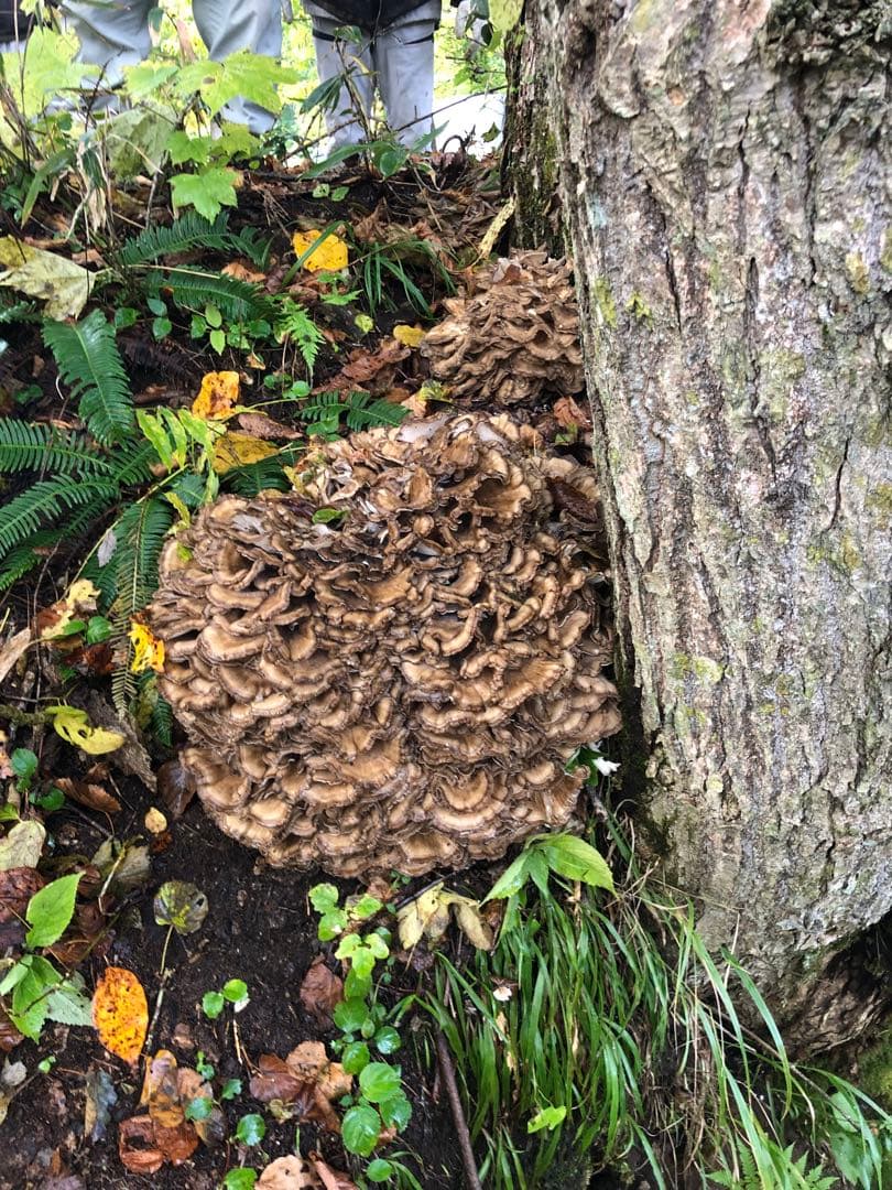 秋田県産　天然舞茸　10月21日収穫天然舞茸2.6kg