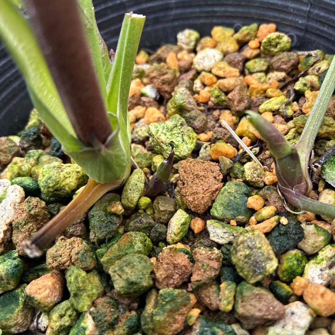 クリスマスローズ　かすみ　くすみ手毬　可愛い！　4.5寸