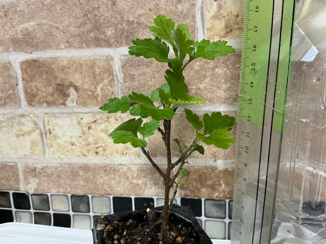 ピンク系小菊　秋咲き　1苗