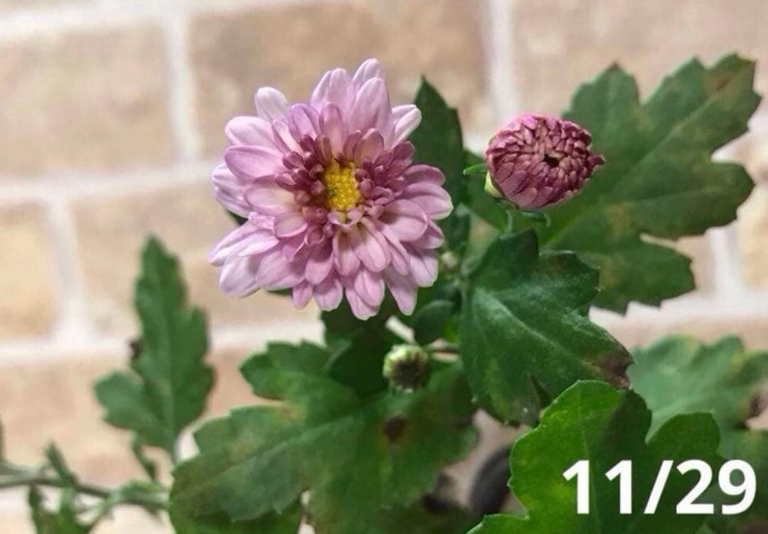 ピンク系小菊　秋咲き　1苗