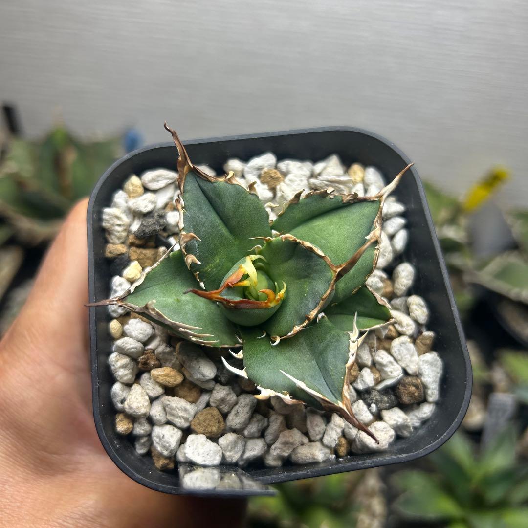 アガベ　オテロイ子株