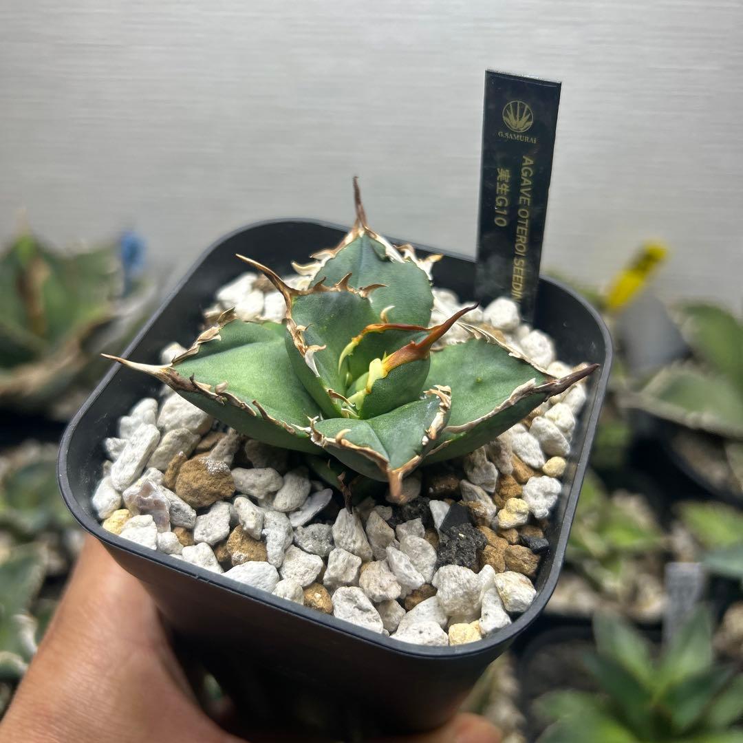 アガベ　オテロイ子株