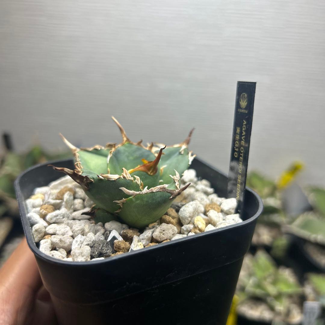 アガベ　オテロイ子株