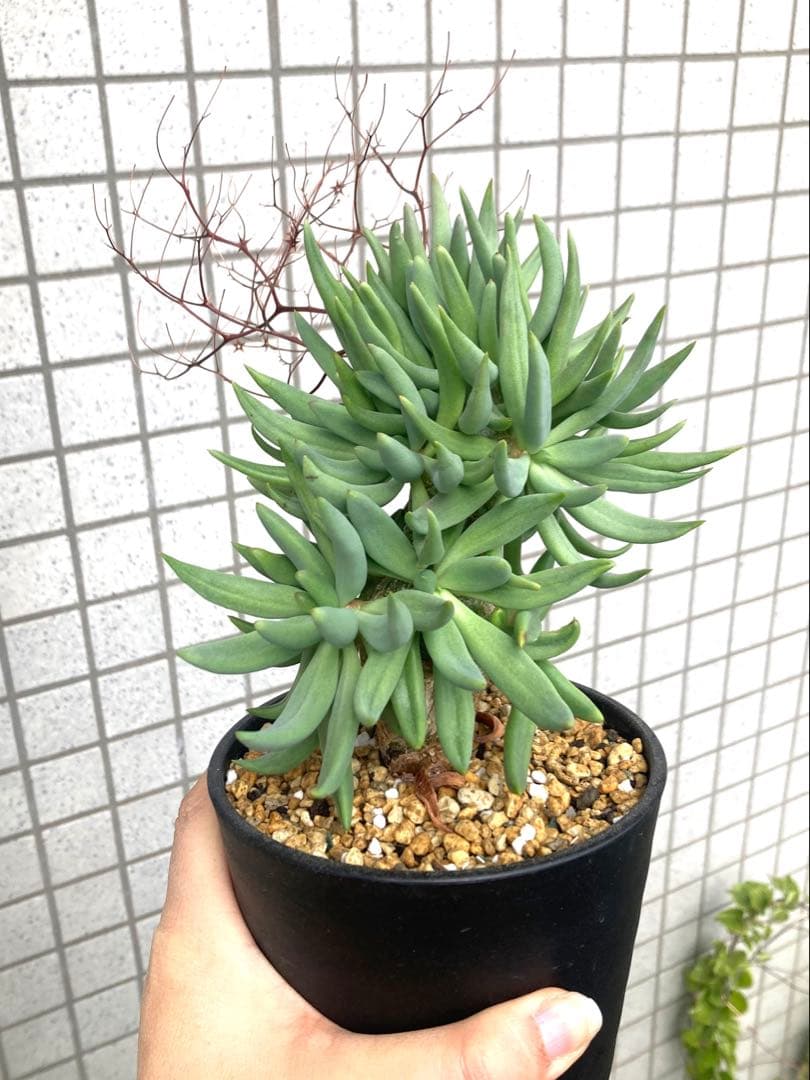 実生　万物想　チレコドン レティキュラータス　大きめの元気な株