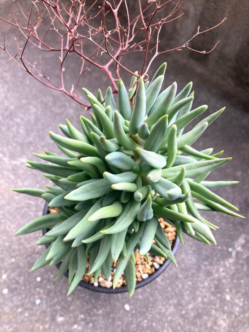 実生　万物想　チレコドン レティキュラータス　大きめの元気な株