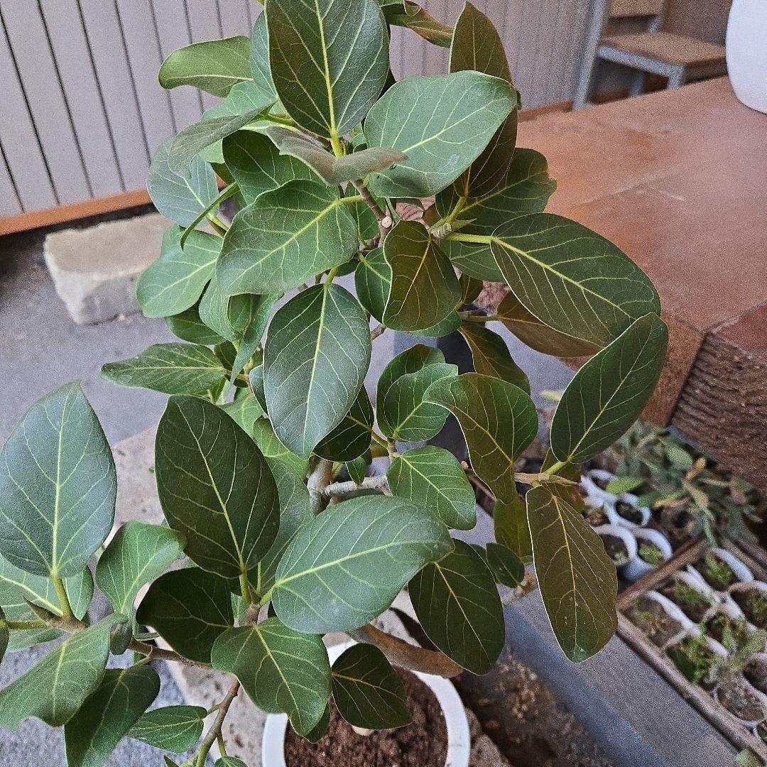 ⑦　フィカス　ベンガレンシ7号　曲がり仕立て最高等級極上品‼️