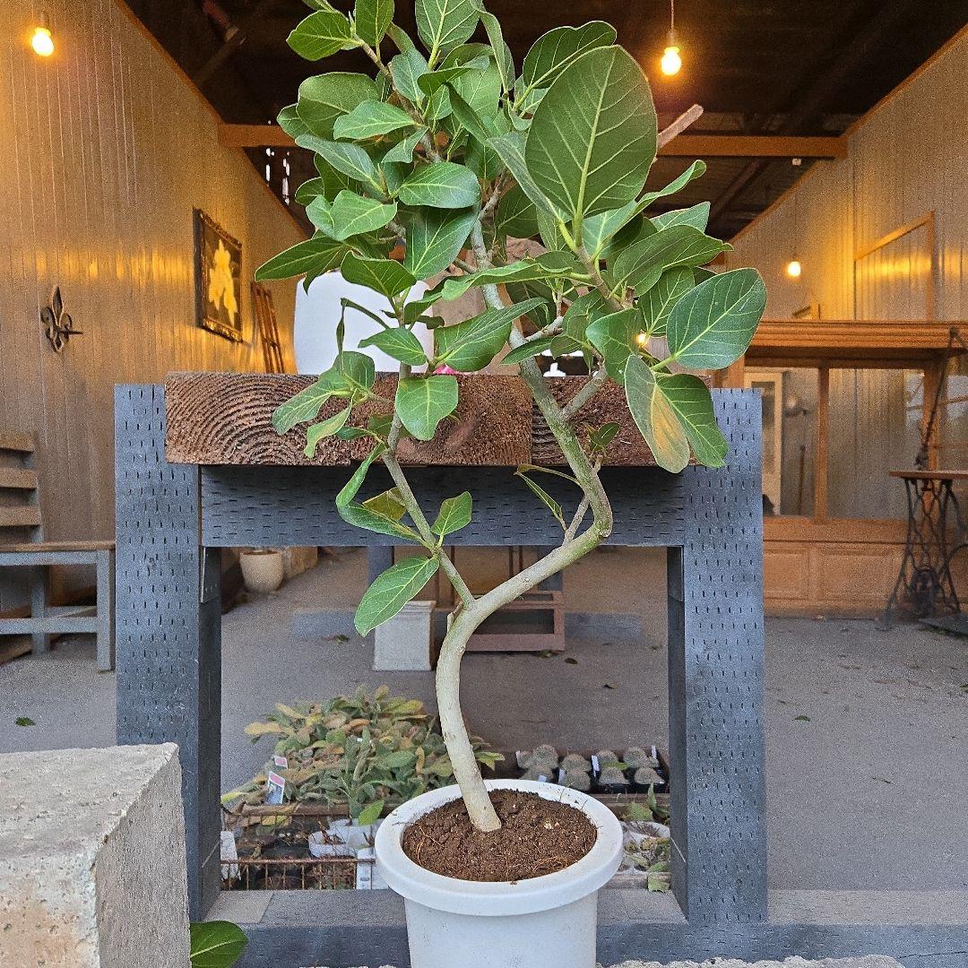 ⑦　フィカス　ベンガレンシ7号　曲がり仕立て最高等級極上品‼️