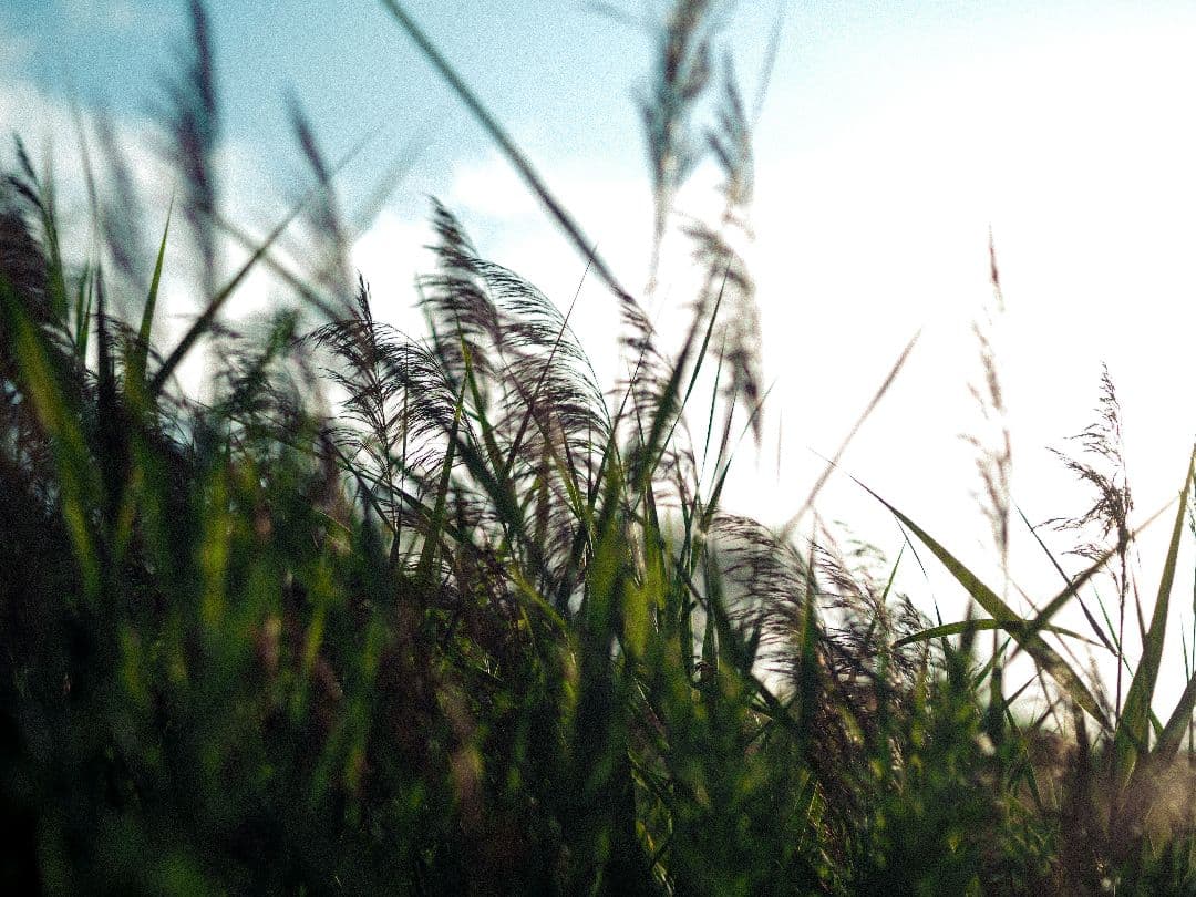 【作例あり】OLYMPUS M.ZUIKO DIGITAL 45mm F1.8