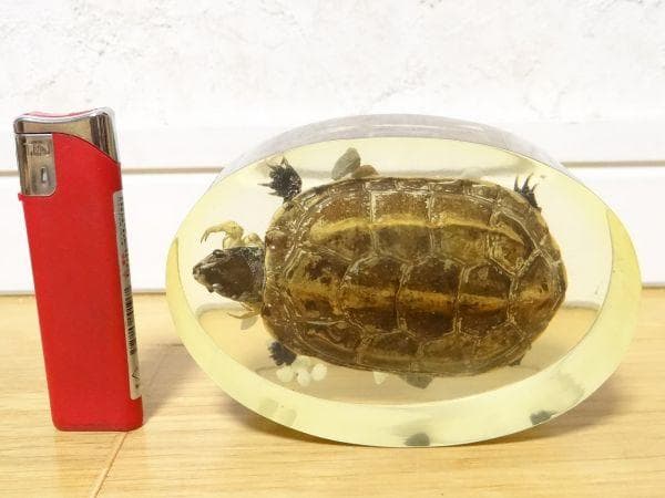 80年代 ビンテージ 亀 クサガメ 蟹 標本 透明 文鎮 水中花 縁起物 当時物