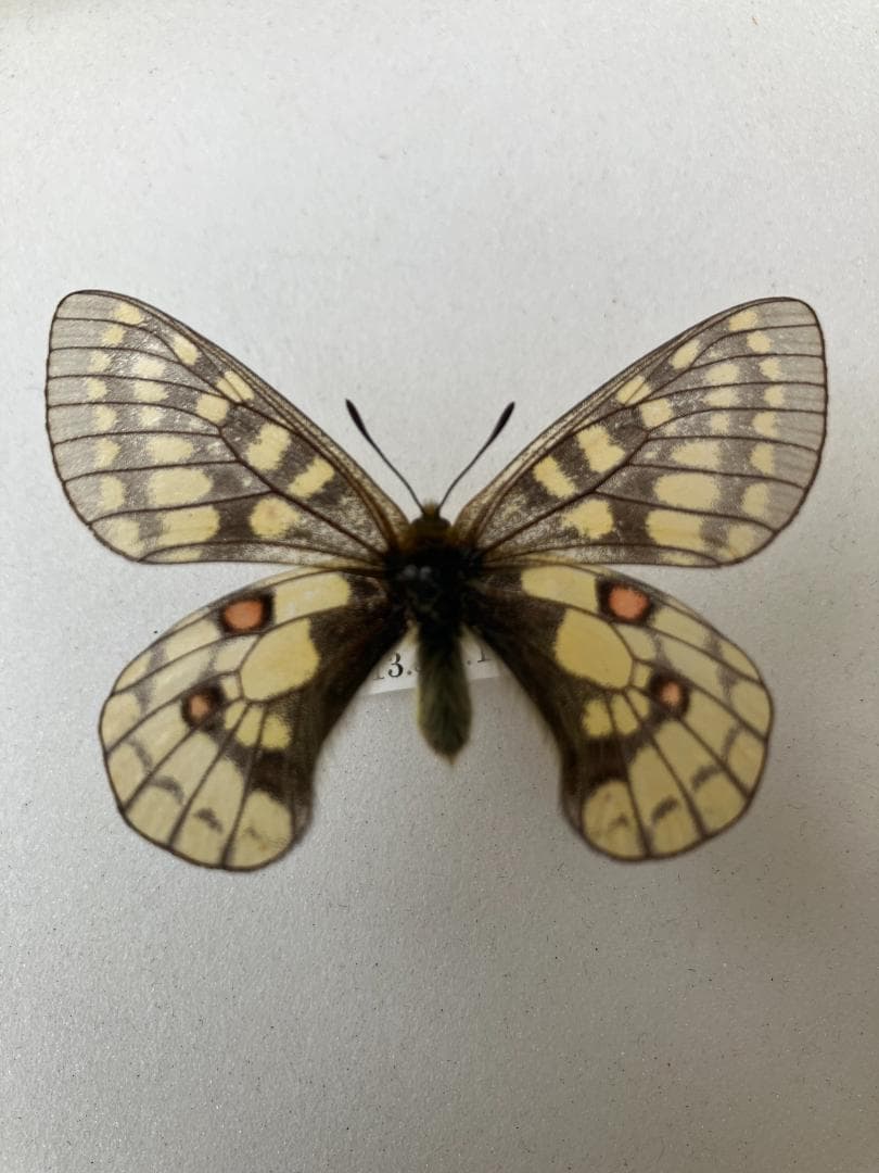 規制前採集品　大雪山　ウスバキチョウ　♂A級品