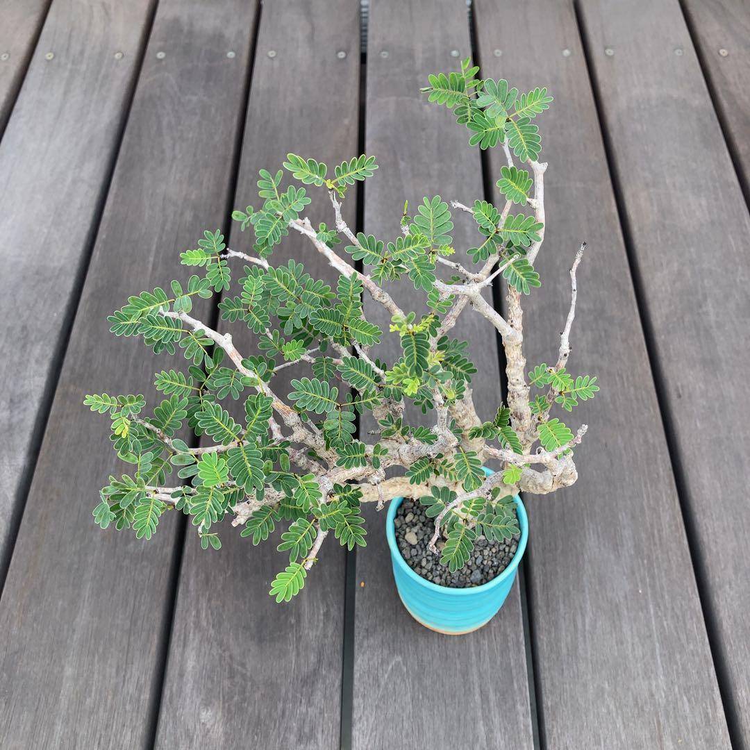 センナメリディオナリス　現地球