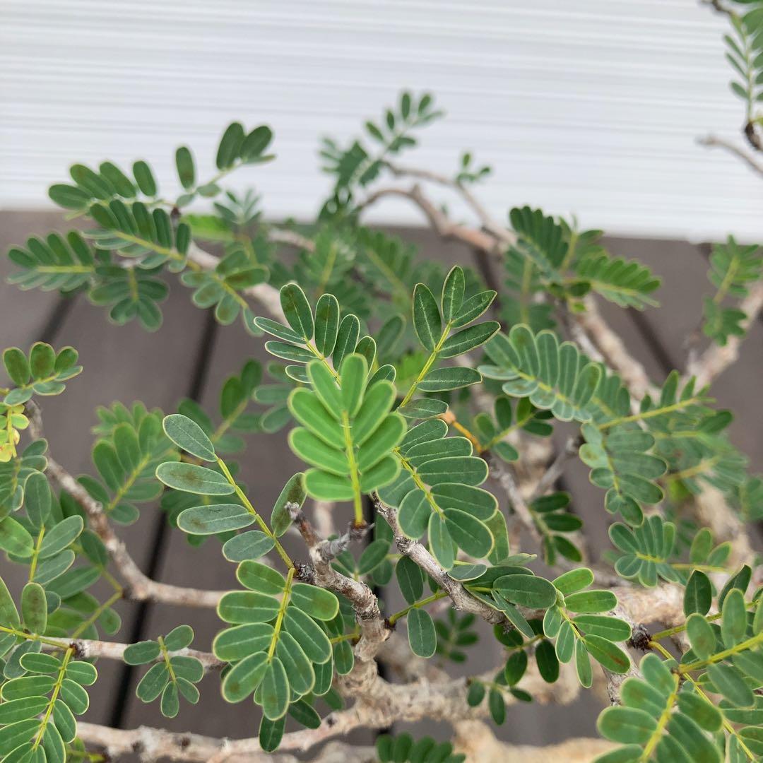 センナメリディオナリス　現地球