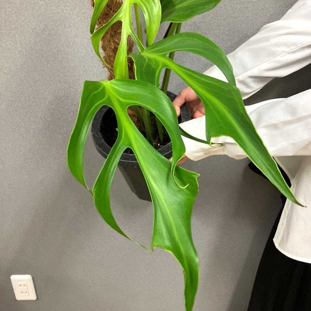 超絶希少❗️超美株❗️モンステラ　バールマルクスフレーム✨