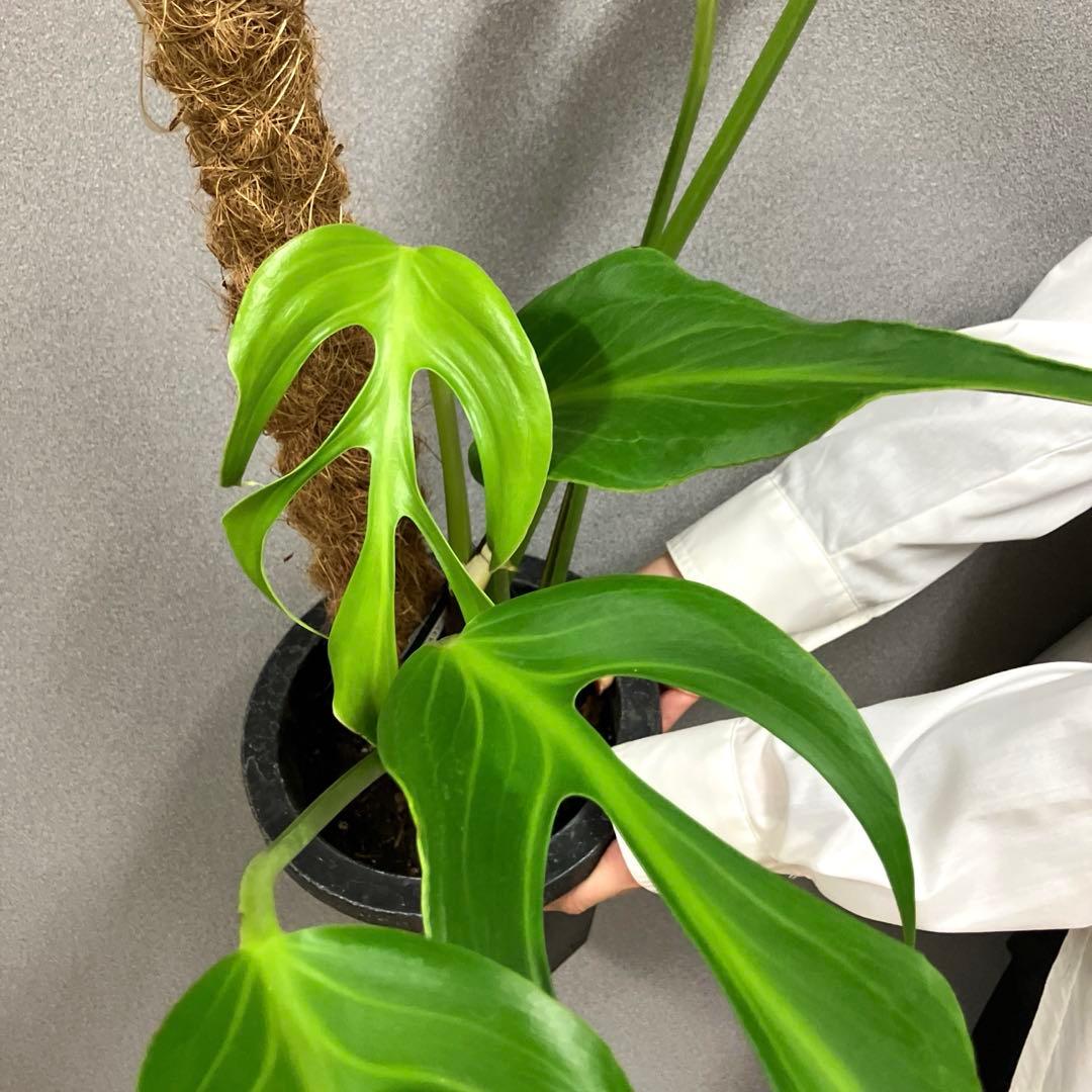 超絶希少❗️超美株❗️モンステラ　バールマルクスフレーム✨