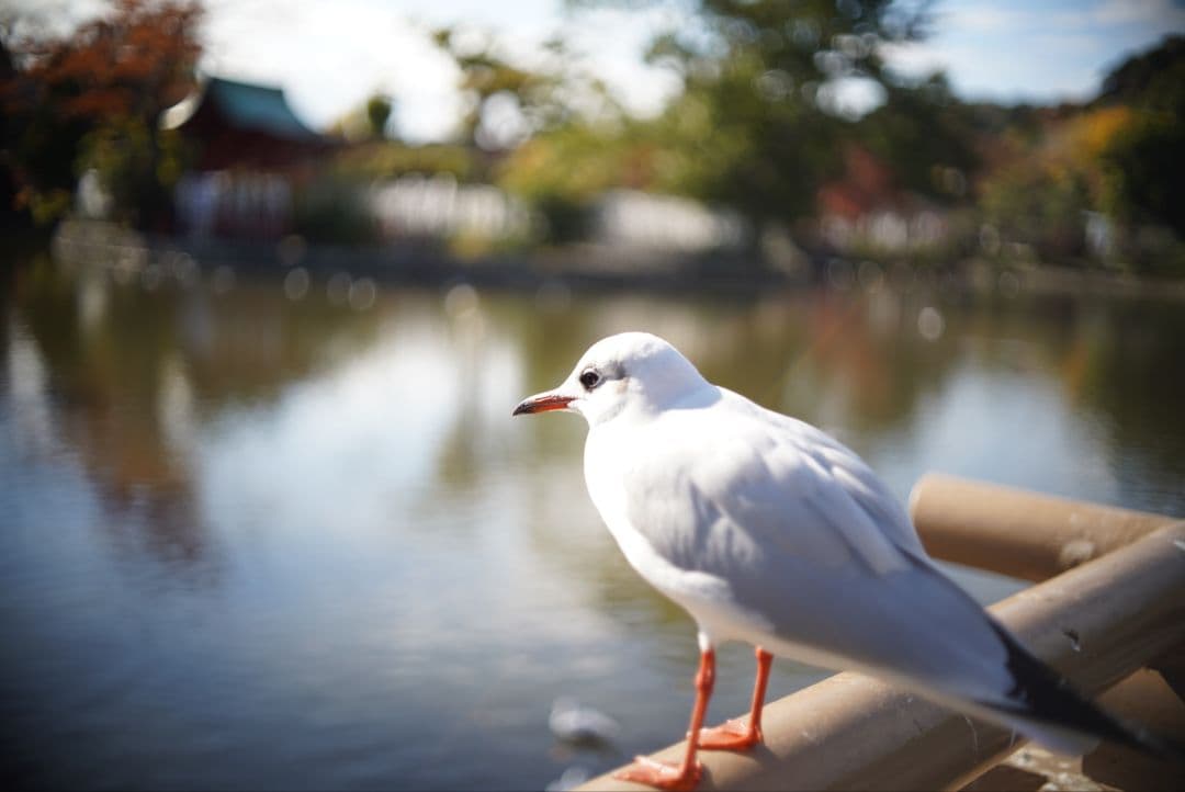 【動作確認済】OLYMPUS ペン用レンズ F.Zuiko 38mm f1.8