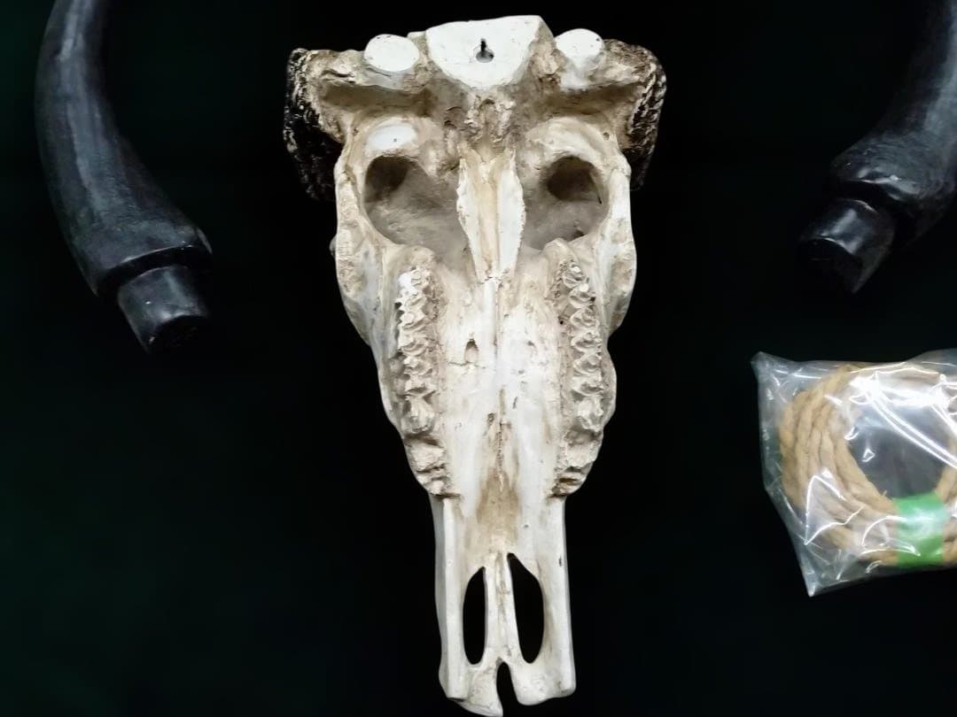 テキサス・ロングホーン・スカル　壁掛け　精巧な模造品 インテリア　装飾品