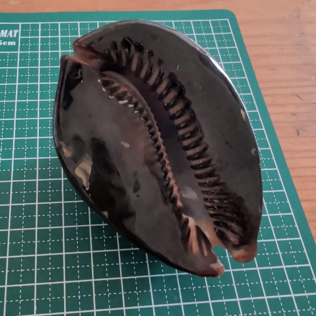 ハチジョウダカラ　５