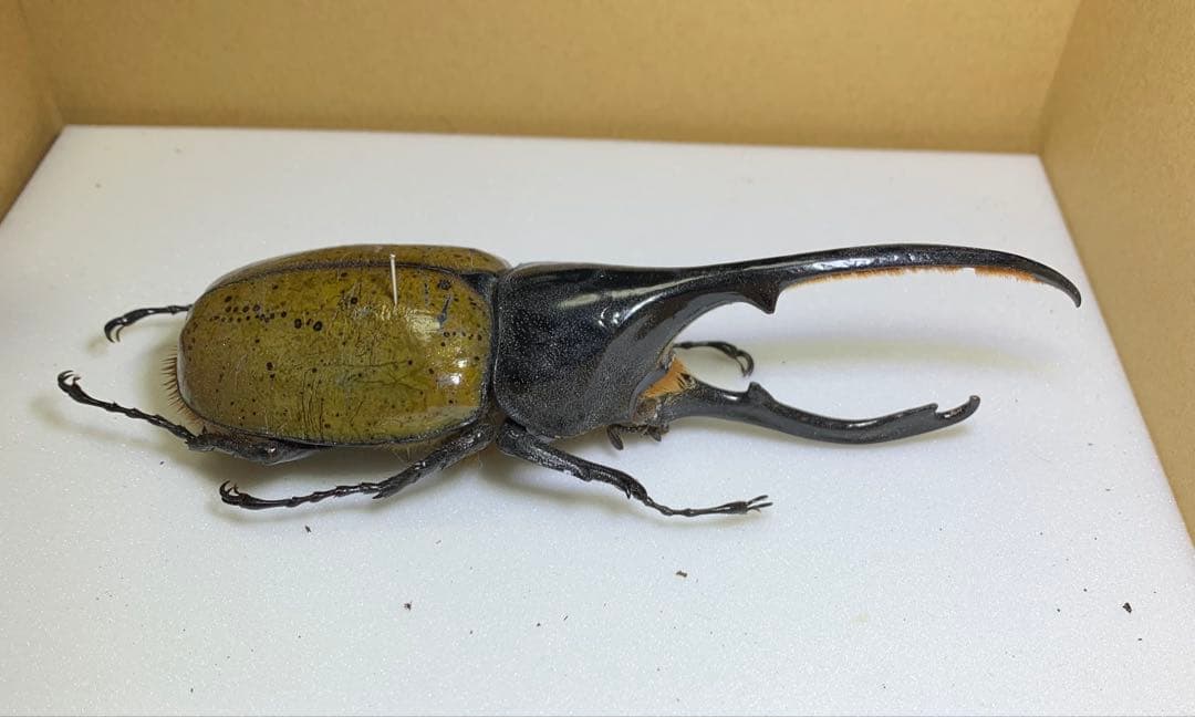【標本】ヘラクレスリッキー　WD♂130mm エクアドル産/ヘラクレスオオカブト