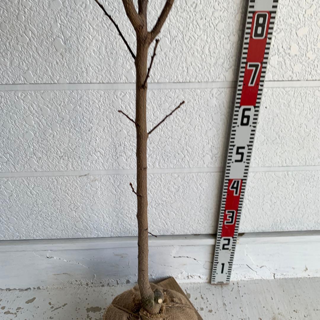 朝倉山椒　約180cm 根巻【サンショウ/実山椒/山椒/ハジカミ/木の実】42