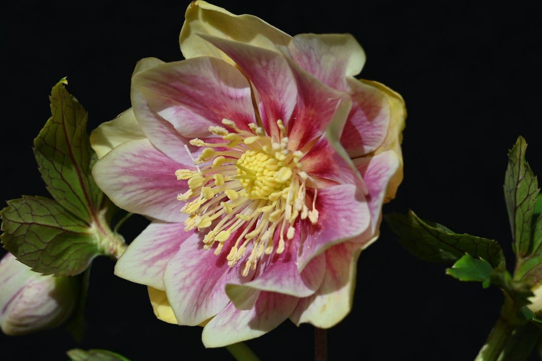 クリスマスローズ　認定プリマヴェーラゴールド　加藤農園